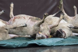 Des cadavres de l'attaque de loup en avril dernier à Valeyres-sous-Rances (VD) (archives). KEYSTONE/CYRIL ZINGARO